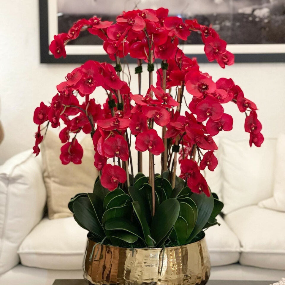 Red Phalaenopsis Orchids in Medium Gold Pot