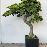 Large Block M Bonsai Tree
