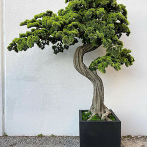 Large Block M Bonsai Tree