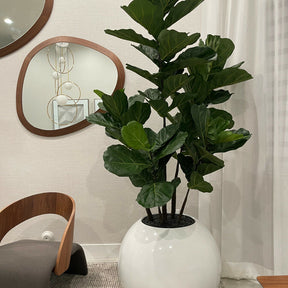 White Globe Vase with Fiddle Leaf Fig – 180 cm