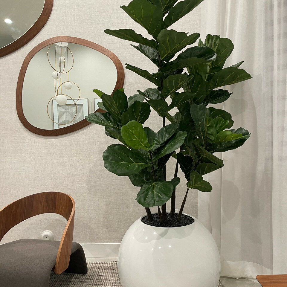White Globe Vase with Fiddle Leaf Fig – 180 cm