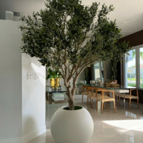 Olive tree in matte beige pot