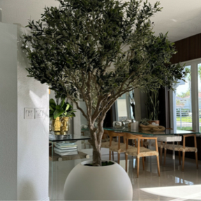 Olive tree in matte beige pot
