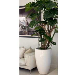 Monstera Plant in High-Gloss White Pot