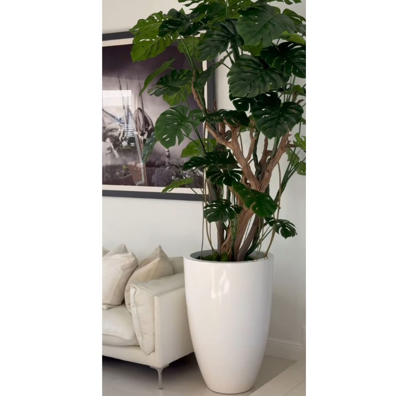 Monstera Plant in High-Gloss White Pot