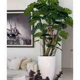 Monstera Plant in High-Gloss White Pot