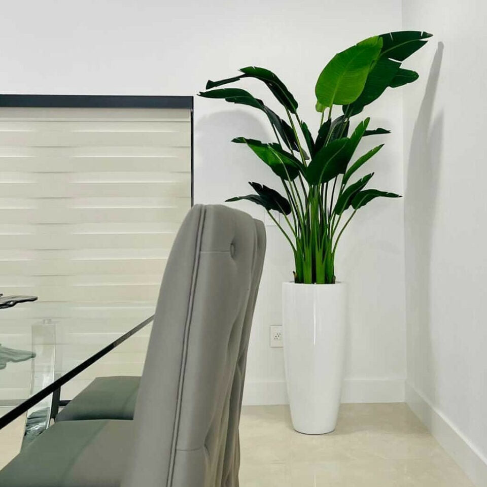 2.1 m Bird of Paradise Plant with Dax L Pot