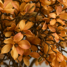 Beige Magnolia Tree in Pot St. Tr. Bright White Release