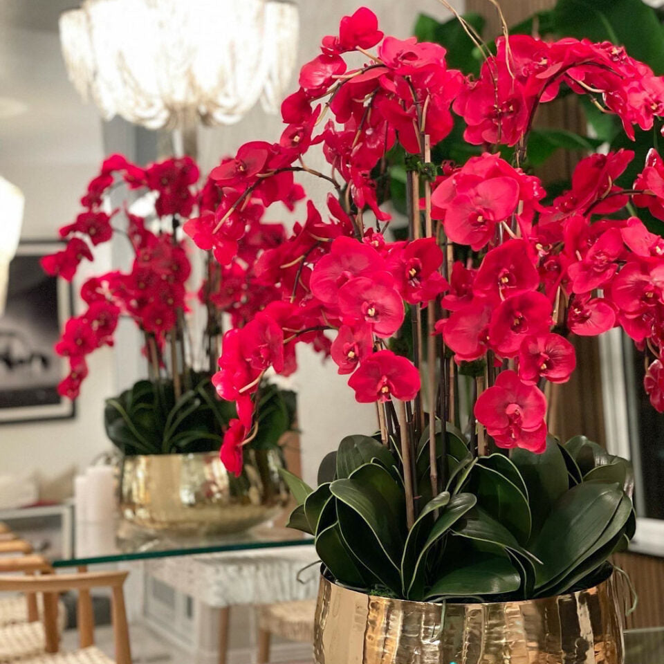 Red Phalaenopsis Orchids in a Medium Gold Pot