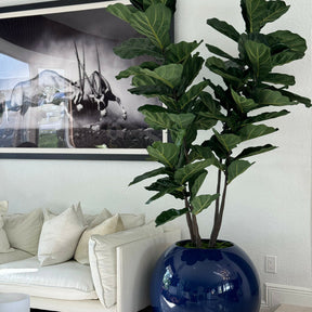 30" Blue Globe Planter with Fiddle Leaf Fig