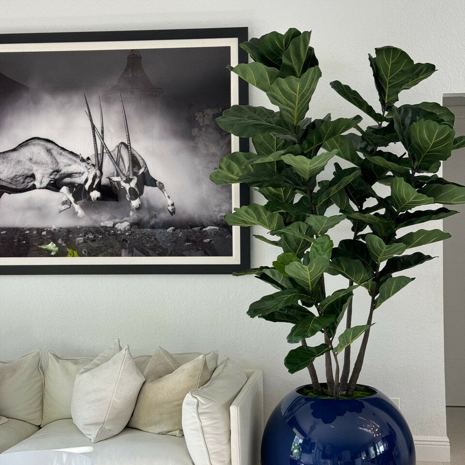 30" Blue Globe Planter with Fiddle Leaf Fig