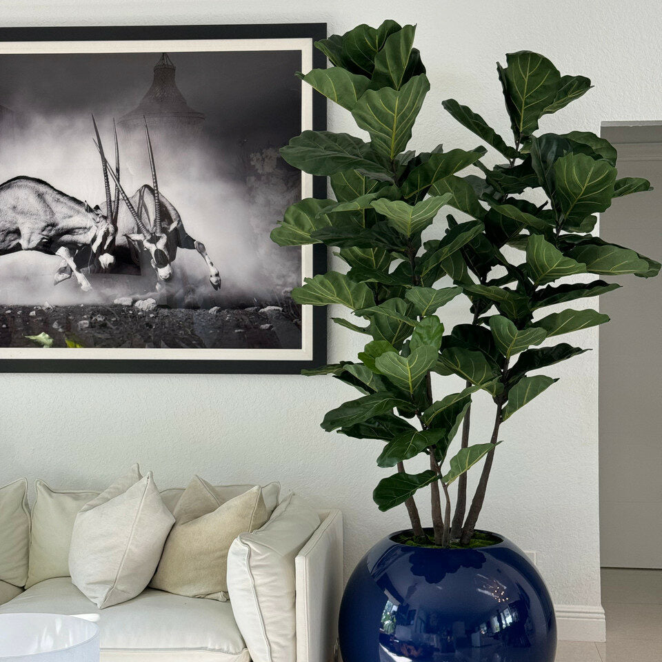30″ Blue Globe Vase with Fiddle Leaf Fig
