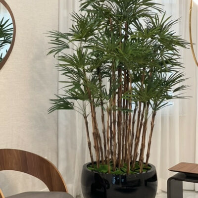 Lady Palm in Black Terragona Planter