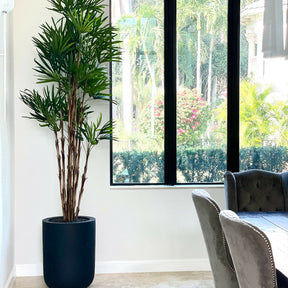 Palm tree in XL black pot