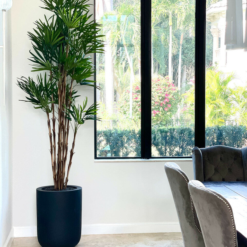 Palm tree in XL black pot