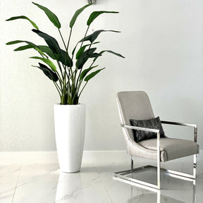 Bird of Paradise Plant 7 Feet with Dax Pot L