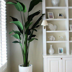 2.7 m Bird of Paradise Plant with Ben Planter in Glossy White