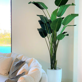 2.7 m Bird of Paradise Plant with Ben Planter in Glossy White