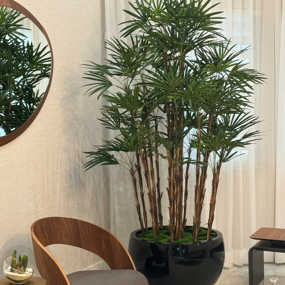 Lady Palm in Black Terragona Planter