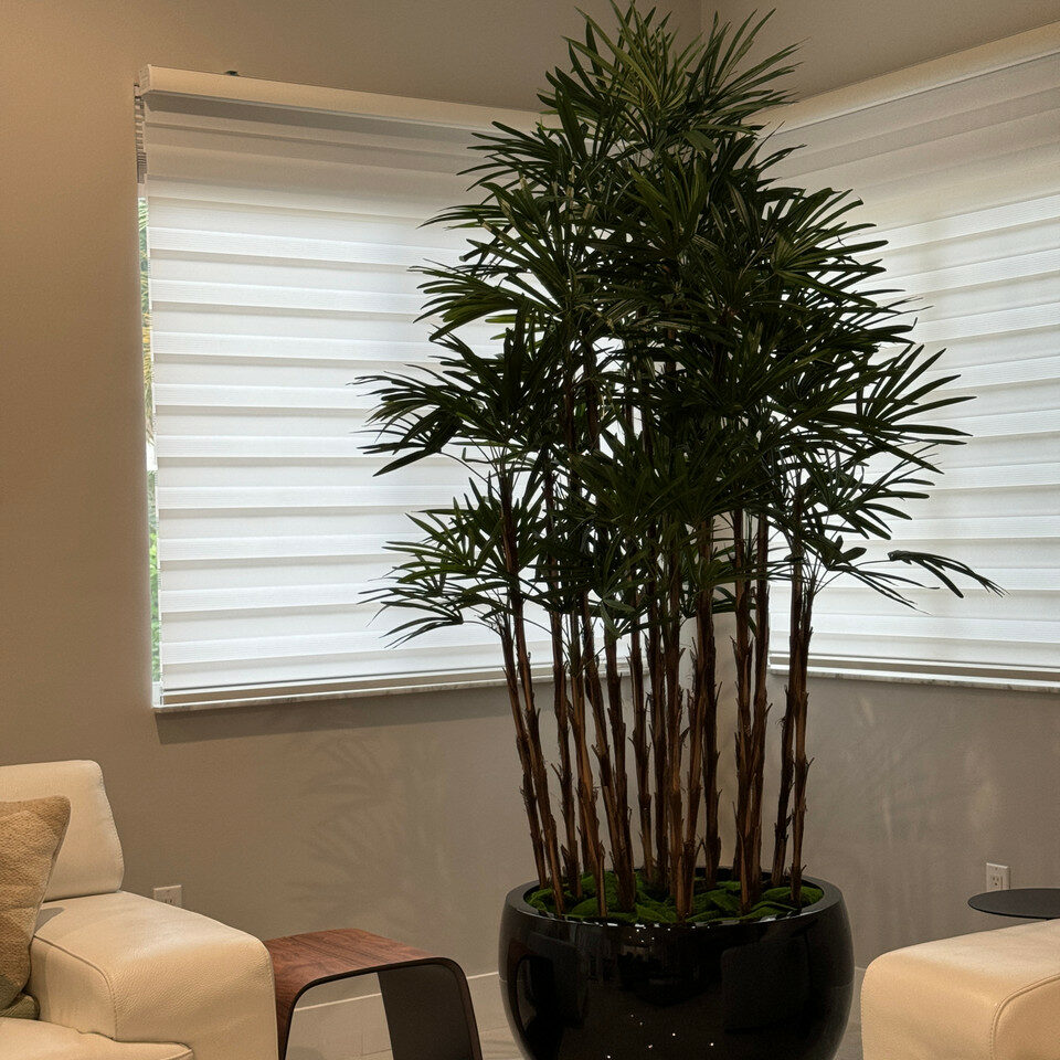 Lady Palm in Black Terragona Planter