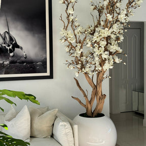 White magnolia tree in shiny white globe pot, 76 cm