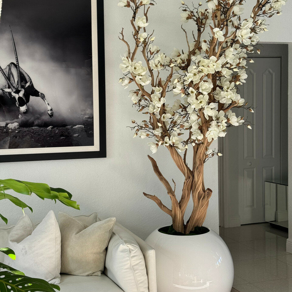 White magnolia tree in shiny white globe pot, 76 cm