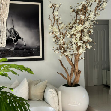 White magnolia tree in shiny white globe pot 30″