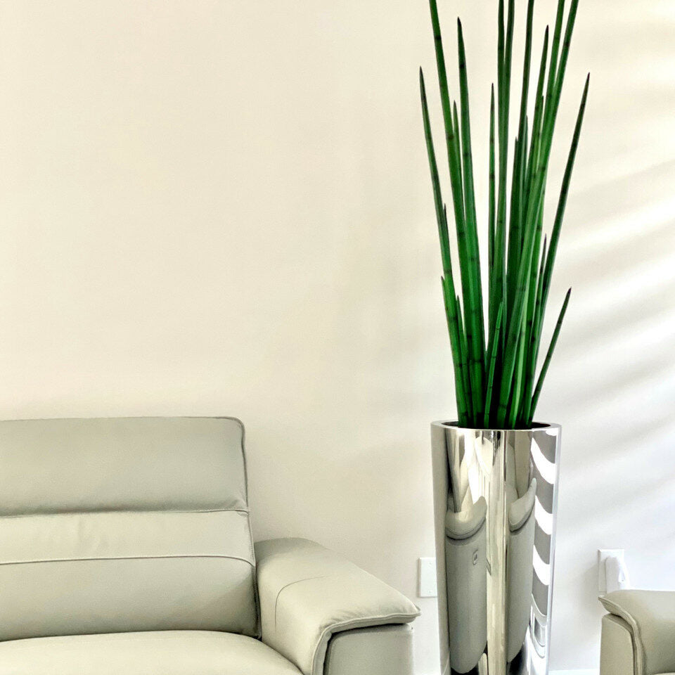 Large, Polished Stainless Steel Pot with Large Snake Grass Plant