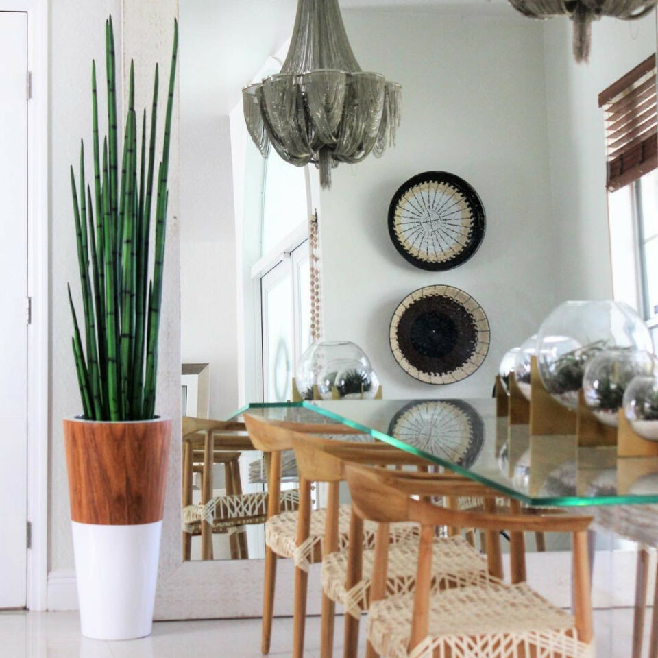 Snake Grass (183 cm) with White Lux Plant Pot