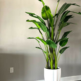 Bird of Paradise Plant (2.7 m) in Glossy White Alicante Planter